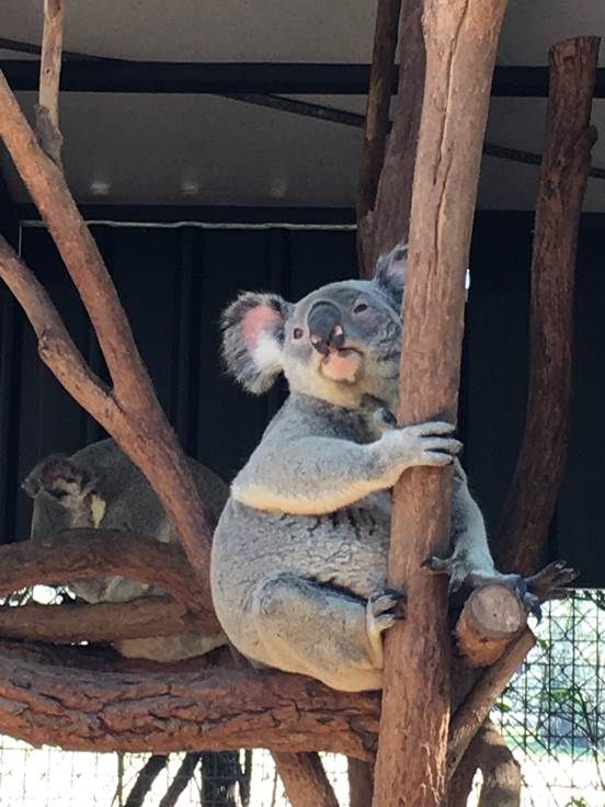 201.阮世喜 憨态可掬的澳洲考拉